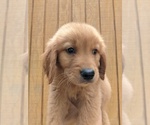 Small Photo #9 Golden Retriever Puppy For Sale in SPENCER, TN, USA