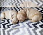 Small Photo #1 Golden Retriever Puppy For Sale in MIDDLEBURG, VA, USA