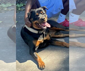 Rottweiler Dogs for adoption in Brooklyn, NY, USA