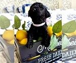 Puppy Betty Jo Goldendoodle