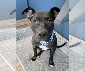 Thea - Female American Pit Bull Terrier-Unknown Mix Dog for Adoption - Photo #7