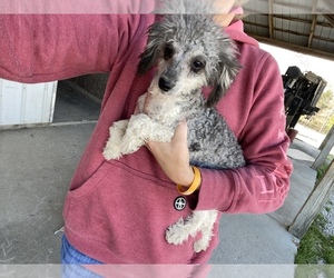 Poodle (Miniature) Puppy for sale in MUNFORDVILLE, KY, USA