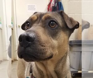 Chinese Shar-Pei-Unknown Mix Dogs for adoption in Amarillo, TX, USA