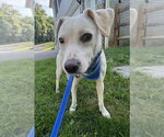 Small #6 Jack Russell Terrier Mix