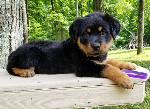 Medium Photo #1 Rottweiler Puppy For Sale in PINE GROVE, PA, USA
