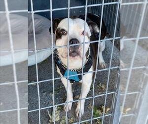 Mutt Dogs for adoption in Woodland, CA, USA
