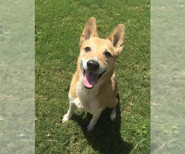 Medium Photo #1 German Shepherd Dog-Unknown Mix Puppy For Sale in Grovetown, GA, USA