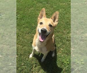 German Shepherd Dog-Unknown Mix Dogs for adoption in Grovetown, GA, USA