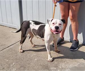 American Pit Bull Terrier-Unknown Mix Dogs for adoption in Louisville, KY, USA