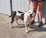 Small American Pit Bull Terrier Mix