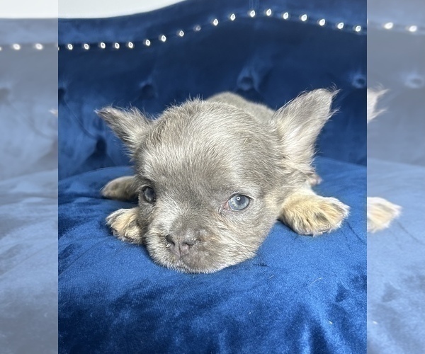Medium Photo #14 French Bulldog Puppy For Sale in BALTIMORE, MD, USA