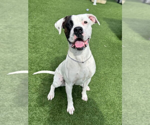 Medium Photo #10 Boxer-Unknown Mix Puppy For Sale in Stanwood, WA, USA