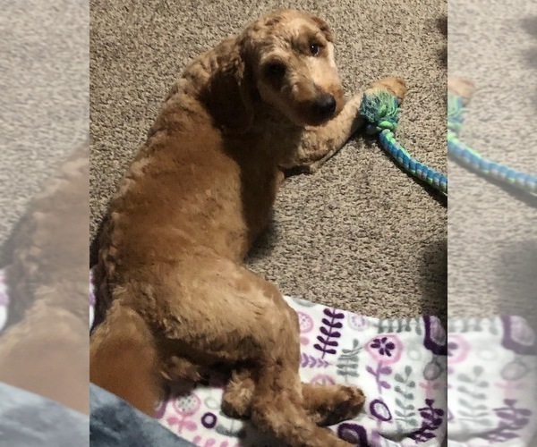 Medium Photo #1 Goldendoodle-Poodle (Miniature) Mix Puppy For Sale in VACAVILLE, CA, USA