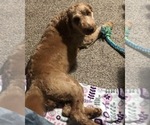 Small Photo #1 Goldendoodle-Poodle (Miniature) Mix Puppy For Sale in VACAVILLE, CA, USA