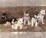 Small Photo #5 German Shepherd Dog-Siberian Husky Mix Puppy For Sale in SAINT MARYS, KS, USA