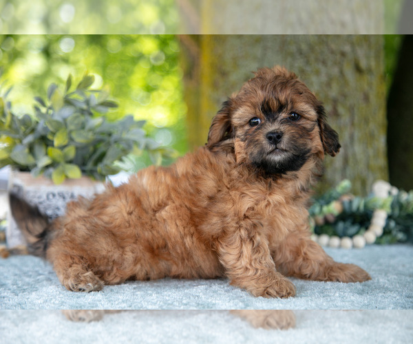 Medium Photo #14 Poodle (Miniature)-ShihPoo Mix Puppy For Sale in SHILOH, OH, USA