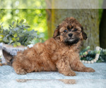 Small Photo #14 Poodle (Miniature)-ShihPoo Mix Puppy For Sale in SHILOH, OH, USA