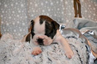French Bulldog Puppy for sale in CARNESVILLE, GA, USA