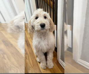 Labradoodle Puppy for sale in COLORADO SPRINGS, CO, USA