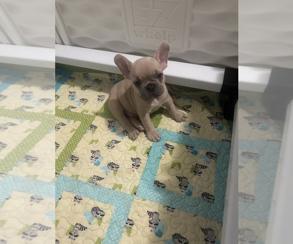Medium Photo #1 French Bulldog Puppy For Sale in VALRICO, FL, USA