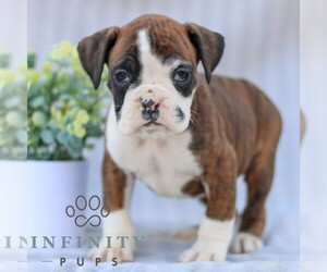 Boxer Puppy for sale in GORDONVILLE, PA, USA
