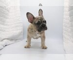 Small Photo #4 French Bulldog Puppy For Sale in BENTLEYVILLE, OH, USA