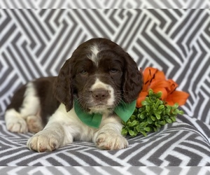 English Springer Spaniel Puppy for sale in CEDAR LANE, PA, USA