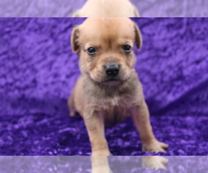 Sharp Eagle Puppy for sale in BLOOMINGTON, IN, USA