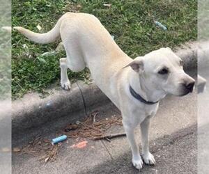 Labrador Retriever-Unknown Mix Dogs for adoption in Baytown, TX, USA