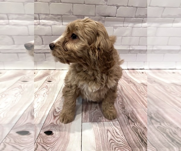 Medium Photo #3 Goldendoodle Puppy For Sale in SOUTH ORANGE, NJ, USA