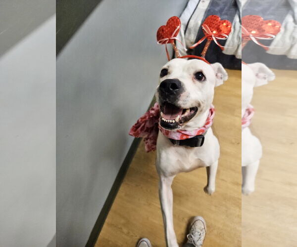Medium Photo #2 American Pit Bull Terrier-Unknown Mix Puppy For Sale in Virginia Beach, VA, USA