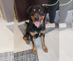 Rottweiler-Unknown Mix Dogs for adoption in Mt. Gilead, OH, USA