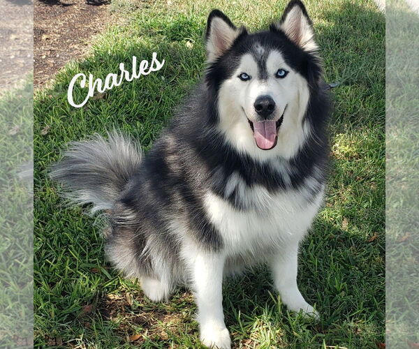 Medium Photo #3 Siberian Husky Puppy For Sale in HOUSTON, TX, USA