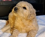 Puppy Female 1 Goldendoodle