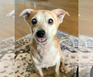 Chihuahua-Unknown Mix Dogs for adoption in Tampa, FL, USA