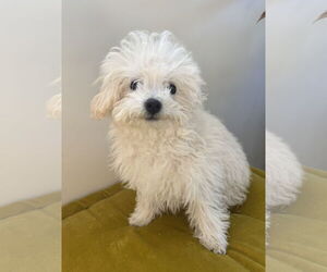 Maltese Dogs for adoption in Marina Del Rey, CA, USA