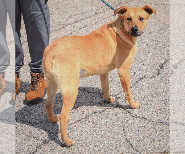 Medium Photo #3 Boxer-Unknown Mix Puppy For Sale in Huntley, IL, USA