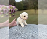 Puppy Daisy Maltipoo