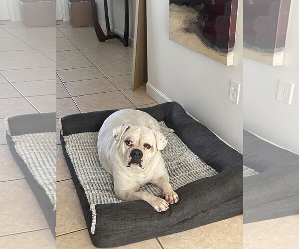 Medium Photo #1 American Bulldog Puppy For Sale in Miami, FL, USA