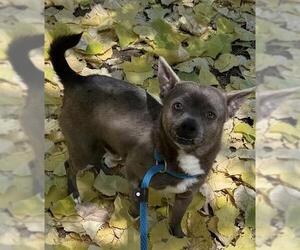 Chug Dogs for adoption in Sacramento, CA, USA