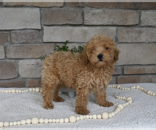 Medium Photo #1 Poodle (Miniature) Puppy For Sale in HOLMESVILLE, OH, USA