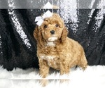 Puppy Rose AKC Poodle (Miniature)