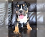 Small Photo #9 American Bully Puppy For Sale in PALMDALE, CA, USA