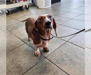Dachshund Dogs for adoption in San Antonio, TX, USA