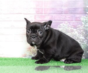 French Bulldog Puppy for sale in BEL AIR, MD, USA