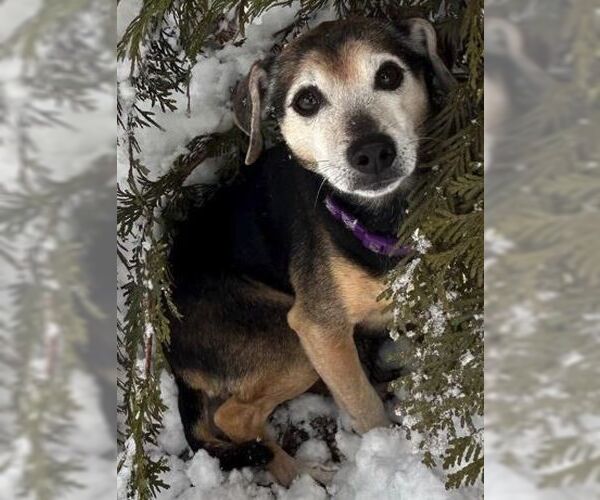 Medium Photo #2 Chihuahua Puppy For Sale in Boonton, NJ, USA