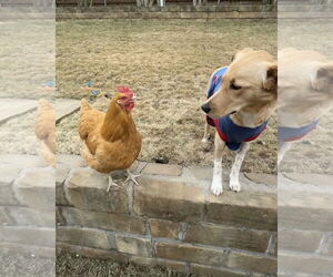 Golden Retriever-Unknown Mix Dogs for adoption in Fort Worth, TX, USA