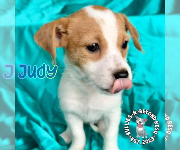 Medium Photo #5 Mutt Puppy For Sale in Omaha, NE, USA