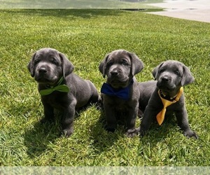 Labrador Retriever Litter for sale in BREA, CA, USA