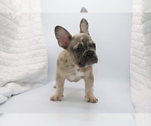 Medium Photo #4 French Bulldog Puppy For Sale in CARMEL, IN, USA